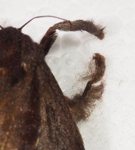 Acharia sp.